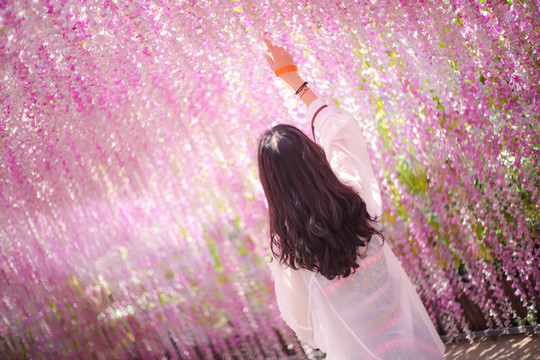 紫藤花開(kāi)