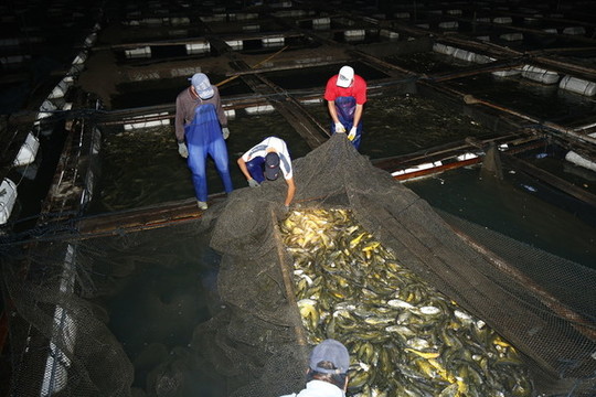 海魚養(yǎng)殖場