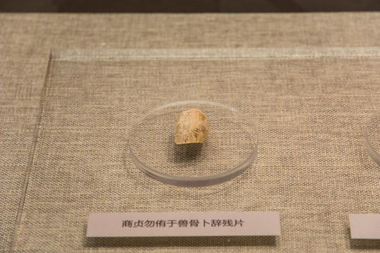 商貞勿侑于獸骨卜辭殘片