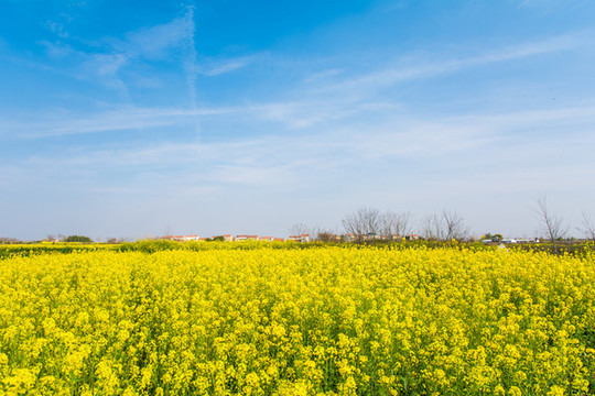 油菜花