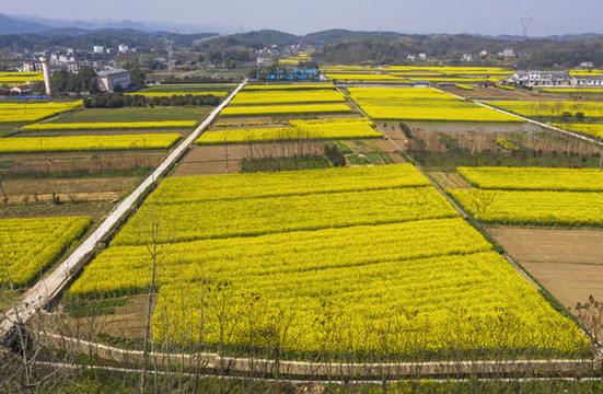 油菜