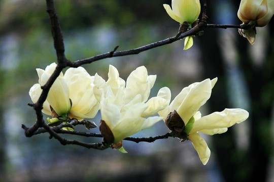玉蘭花