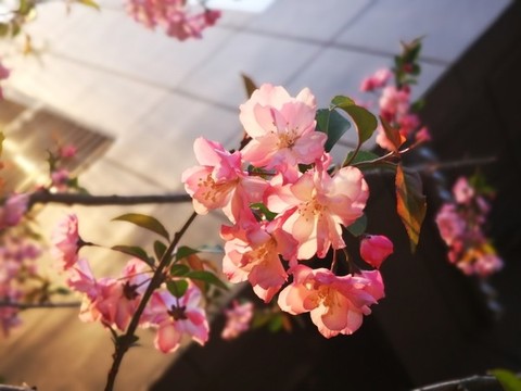 春暖花開