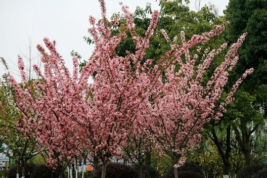 垂丝海棠树