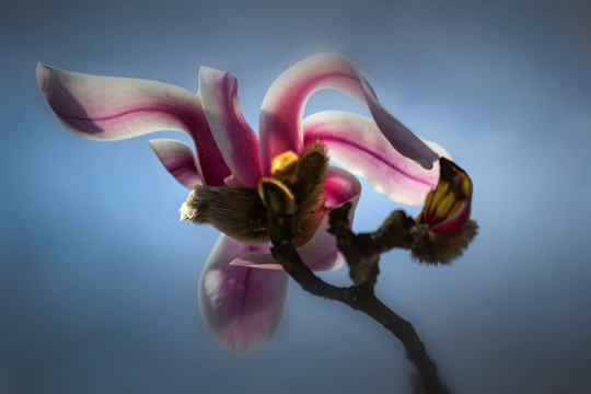 玉蘭花