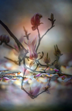 玉蘭花