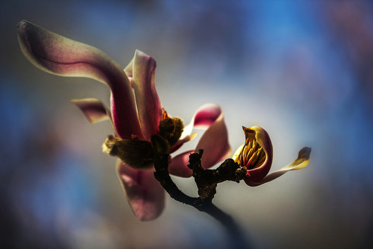 玉蘭花