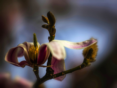 玉蘭花