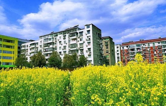 油菜花三