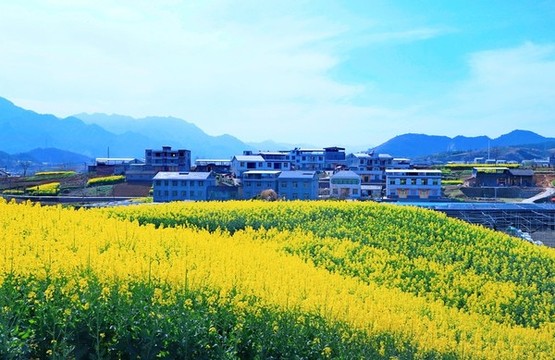 油菜花十