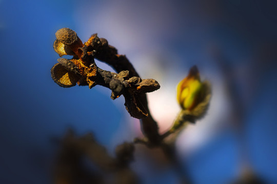 玉蘭花