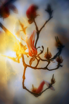 玉蘭花
