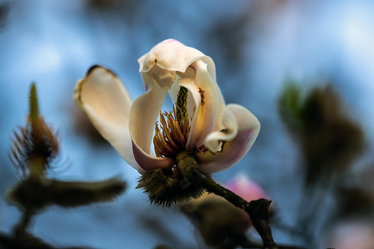 玉蘭花
