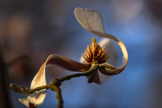 玉蘭花