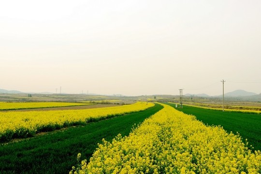 油菜花