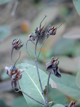 藤黃科植物金絲桃枯萎的花萼