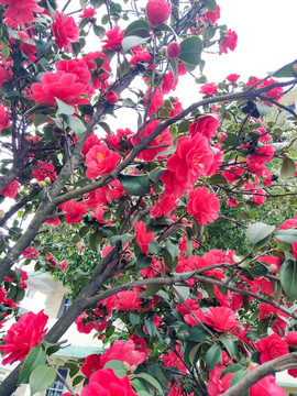 桃花
