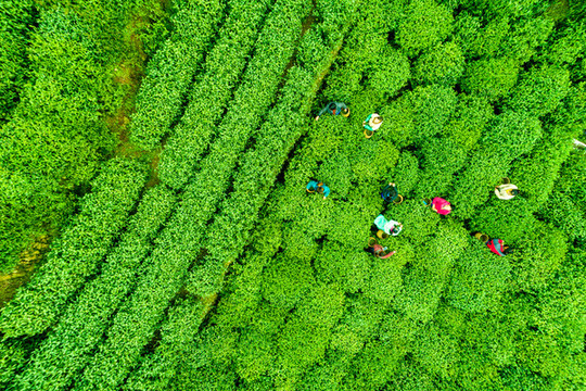 茶場