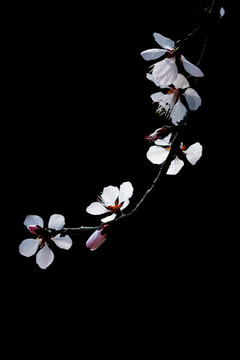 黑背景的桃花