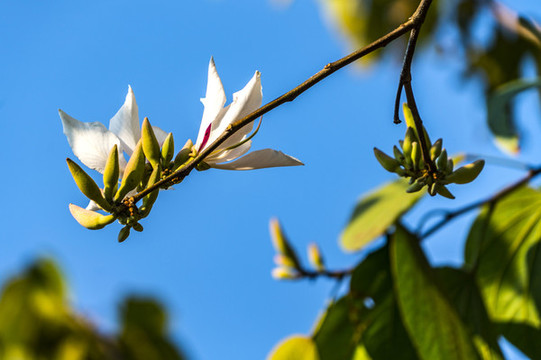 花