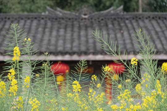 油菜花海新農(nóng)村建設(shè)崇州重慶路
