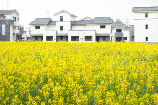 油菜花海新農(nóng)村建設(shè)崇州重慶路