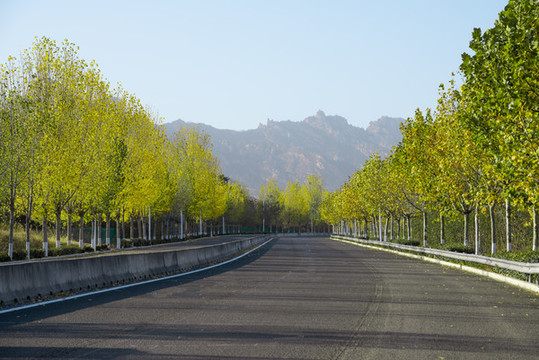 公路兩側(cè)的白楊樹