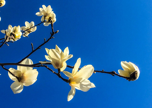 玉蘭花開