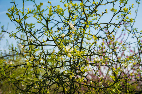 枸橘開(kāi)花
