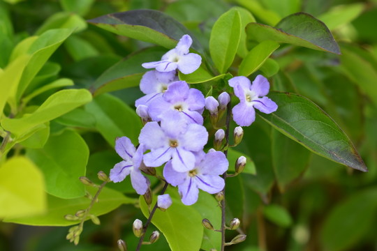 紫色小花