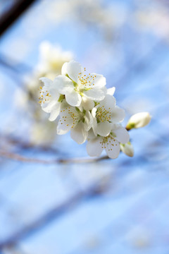 春天淡雅桃花盛開(kāi)