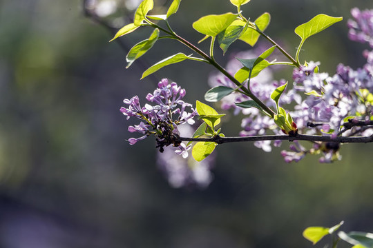 丁香花
