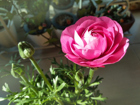 芹葉牡丹