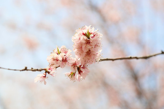 櫻花