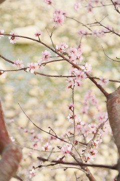 櫻花