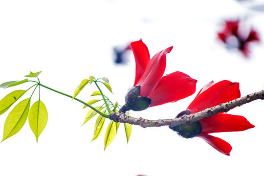 木棉花開