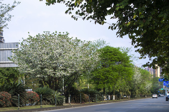 成都溫江溫泉大道街景