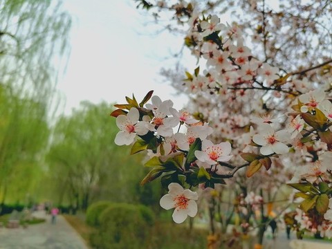 紫葉李花