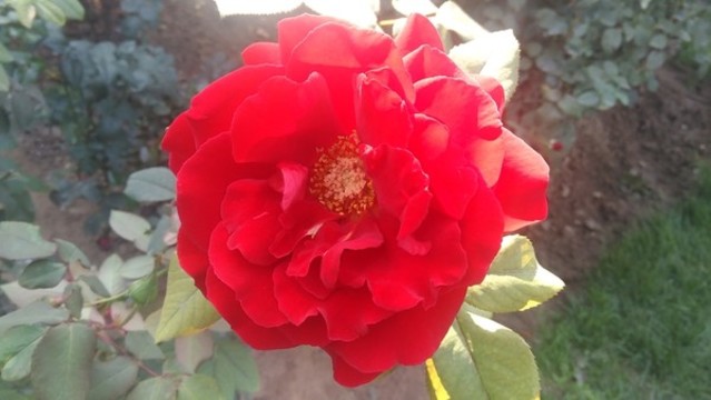 花紅月季圖
