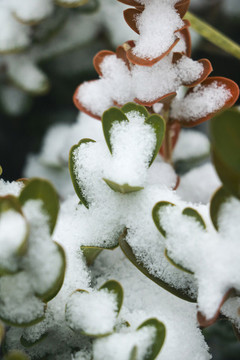 雪