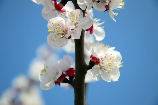 花枝