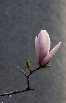 玉蘭花