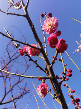 梅花
