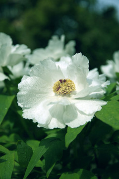 芍藥花