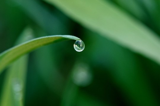 麥苗露珠