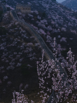 長(zhǎng)城桃花