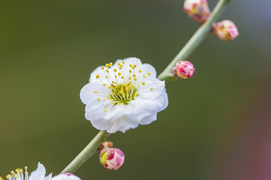 梅花
