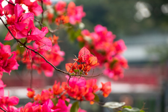 三角梅葉子花