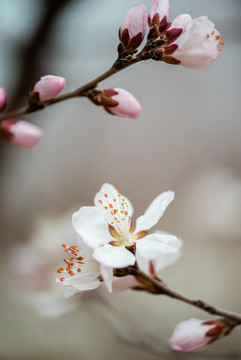 山桃花