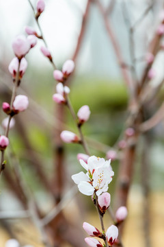 山桃花枝
